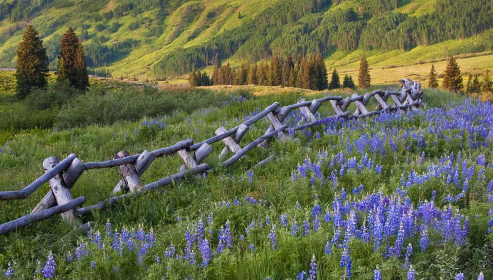 Colorado Lupines and split rail fence in meadow art print by Nancy Rotenberg for $57.95 CAD