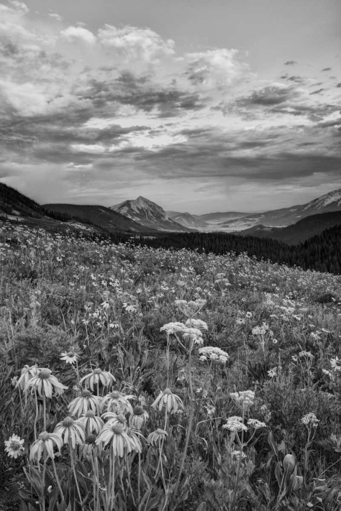 Colorado, Crested Butte flowers cover hillside art print by Dennis Flaherty for $57.95 CAD