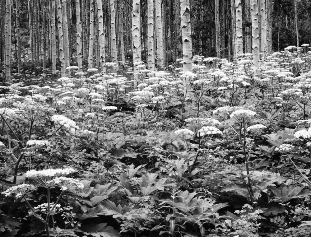CO, Rocky Mts Cow parsnip grows in aspen grove art print by Dennis Flaherty for $57.95 CAD
