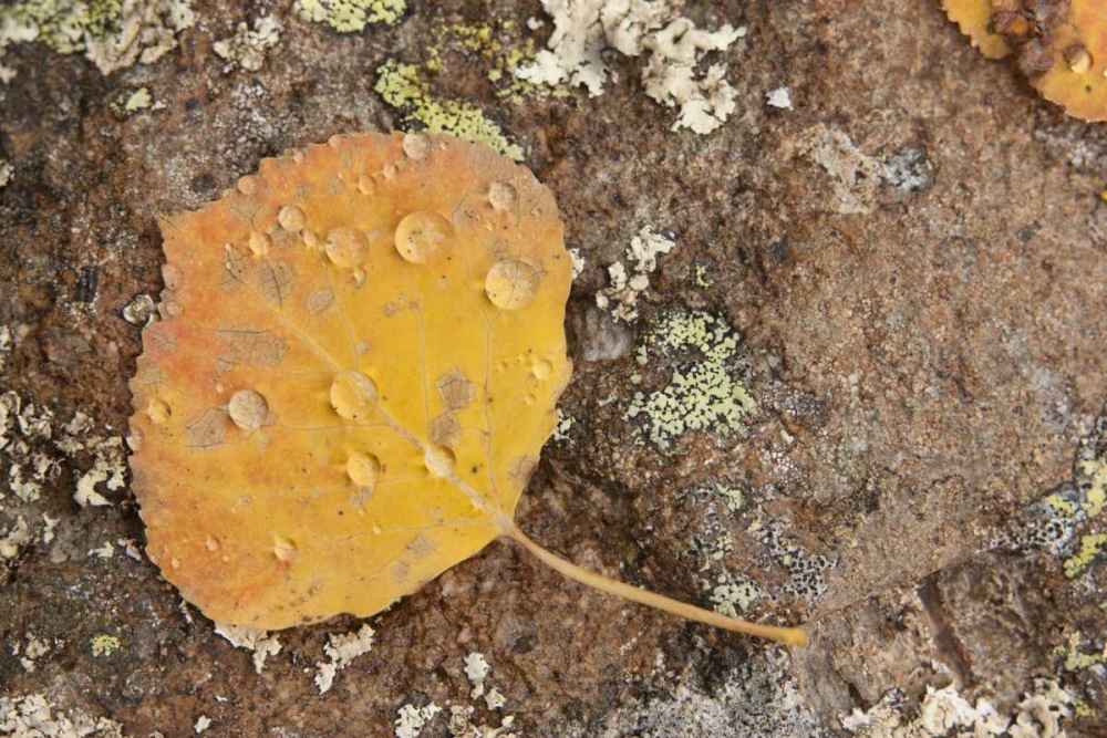 CO, Gunnison NF Aspen leaf and lichen on rock art print by Don Grall for $57.95 CAD