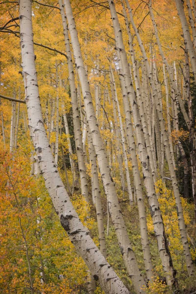 Colorado, San Juan NF Autumn-colored aspen trees art print by Don Grall for $57.95 CAD