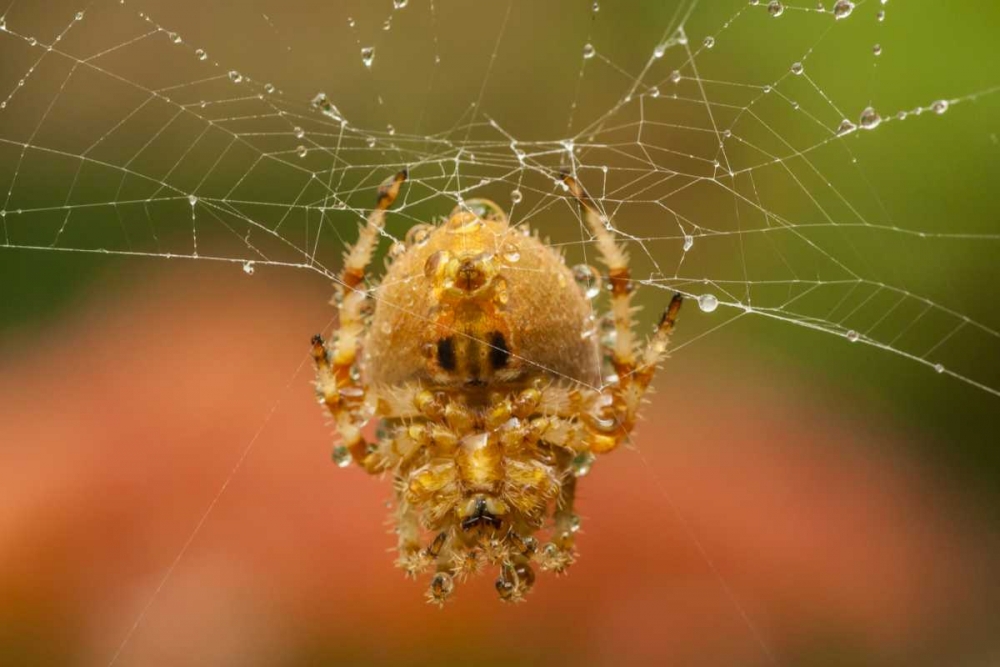 Colorado, Jefferson Co Orb-weaver spider on web art print by Cathy and Gordon Illg for $57.95 CAD