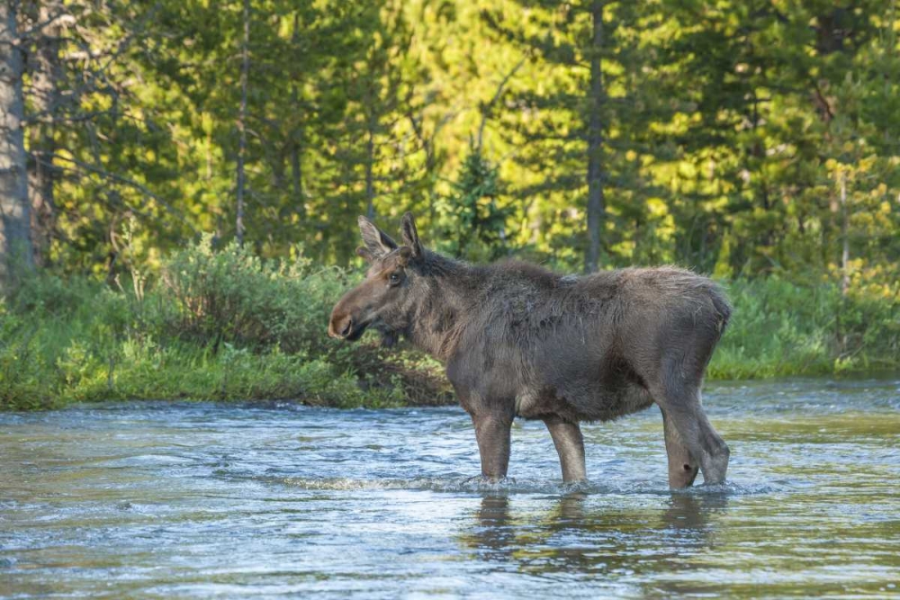 CO, Rocky Mts Male moose crossing Colorado River art print by Cathy and Gordon Illg for $57.95 CAD