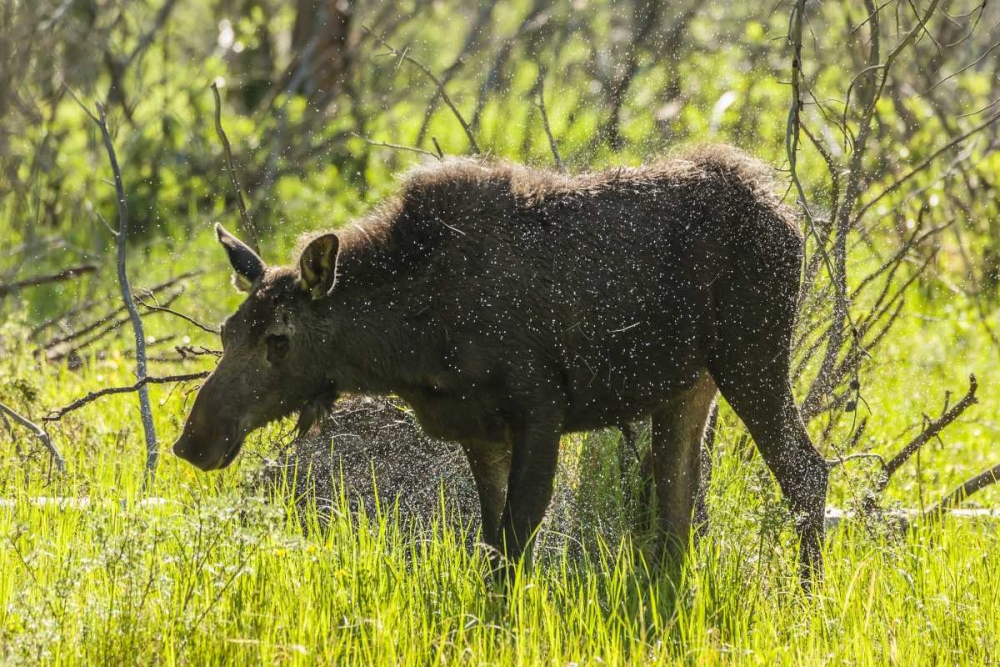 Colorado, Rocky Mts Moose shaking off water art print by Cathy and Gordon Illg for $57.95 CAD