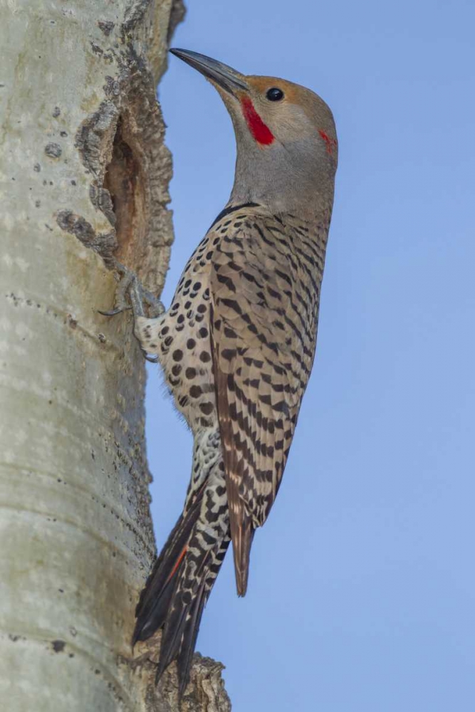 CO, Rocky Mts Red-shafted flicker by nest art print by Cathy and Gordon Illg for $57.95 CAD