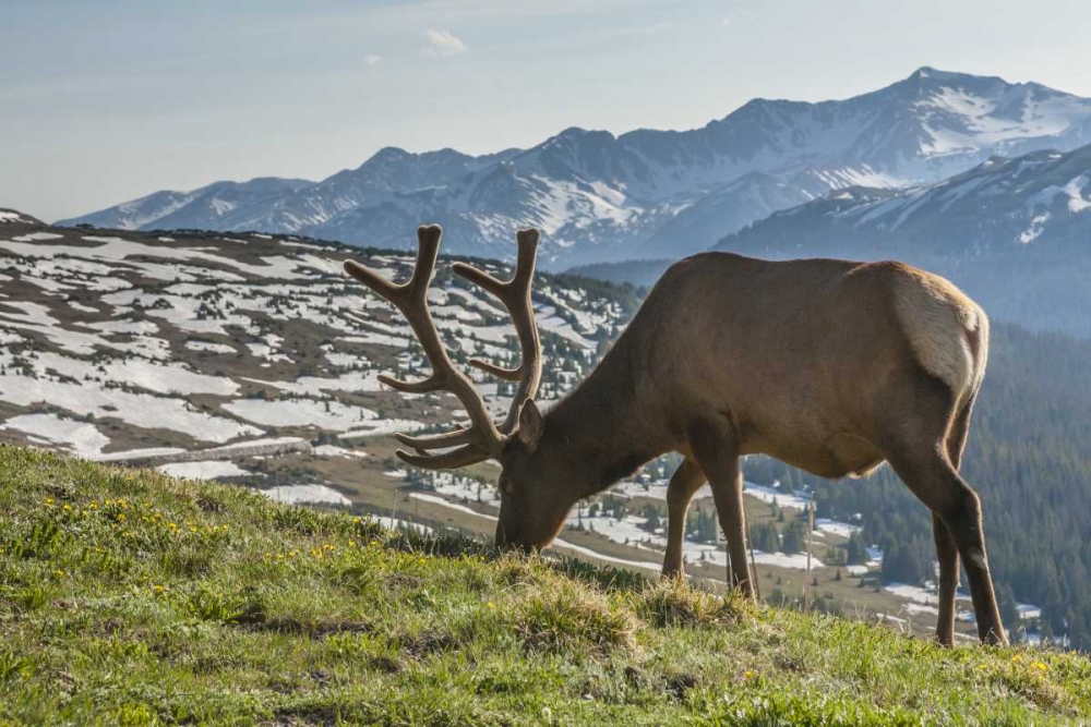 Colorado, Rocky Mountain NP Bull elk grazing art print by Cathy and Gordon Illg for $57.95 CAD