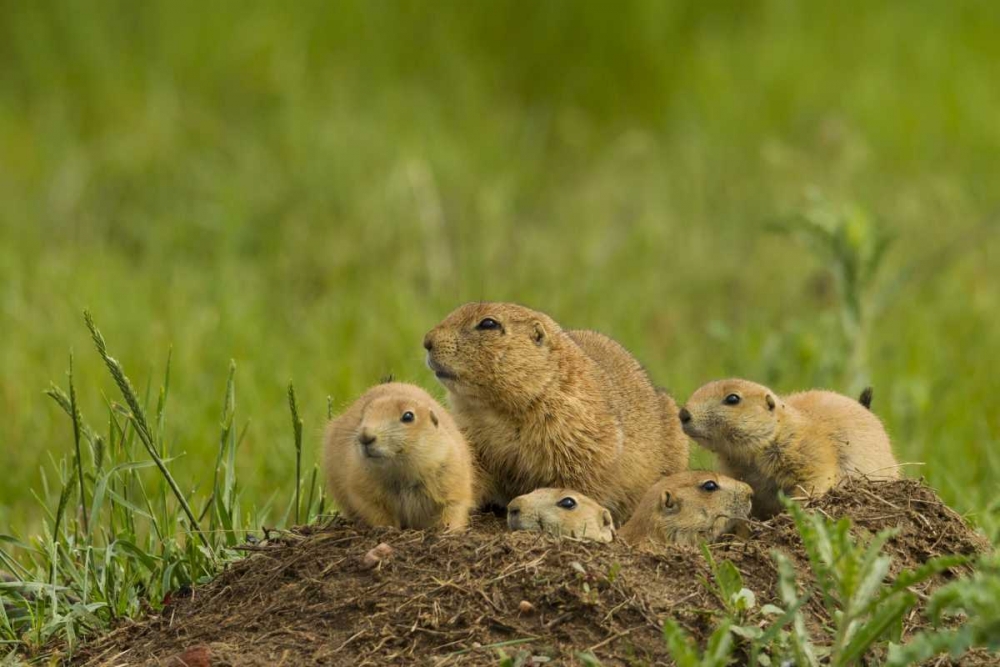 CO, Rocky Mountain Arsenal Prairie dog family art print by Cathy and Gordon Illg for $57.95 CAD