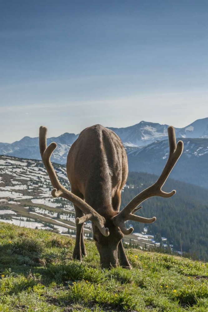 Colorado, Rocky Mountain NP Bull elk grazing art print by Cathy and Gordon Illg for $57.95 CAD