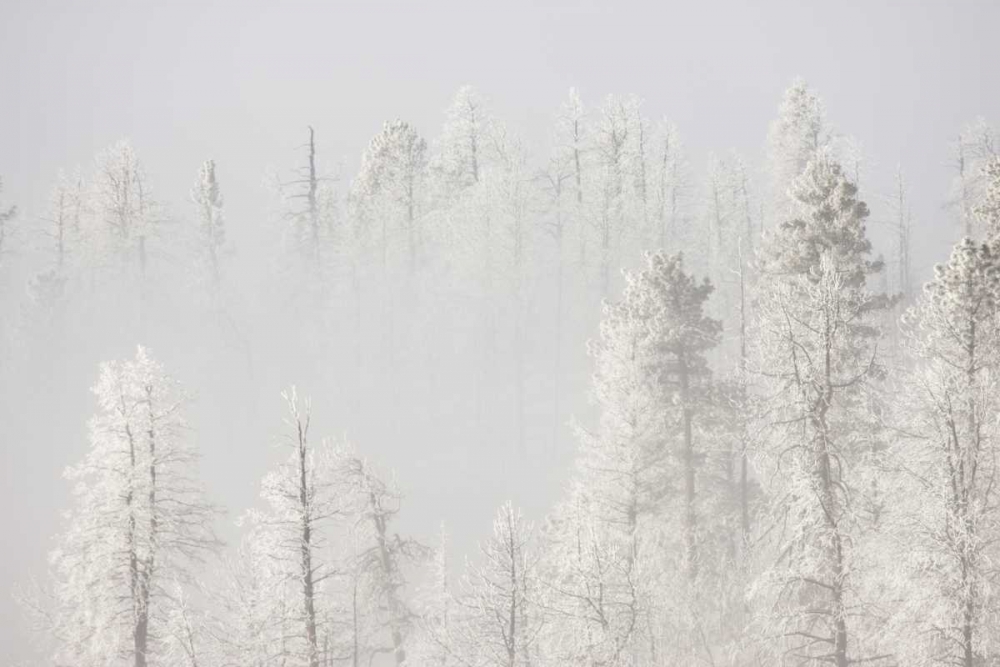 Colorado, Pike NF Trees with hoarfrost in fog art print by Don Grall for $57.95 CAD