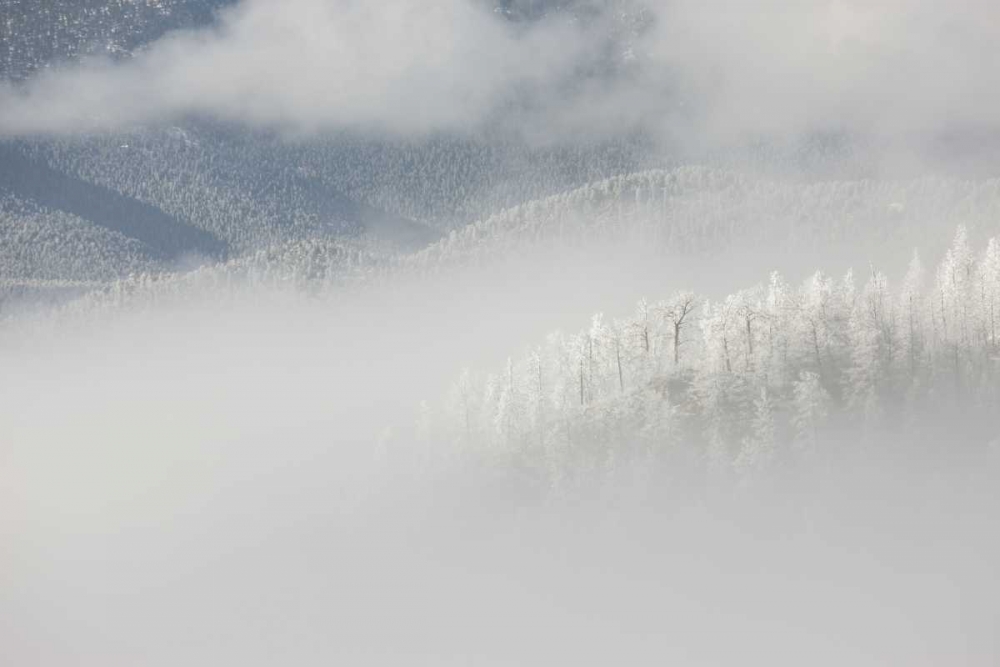 Colorado, Pike NF Trees with hoarfrost in fog art print by Don Grall for $57.95 CAD