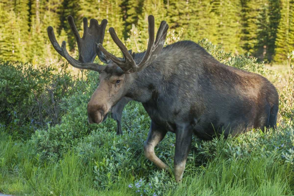 Colorado, Brainard Lake Moose in velvet antlers art print by Cathy and Gordon Illg for $57.95 CAD
