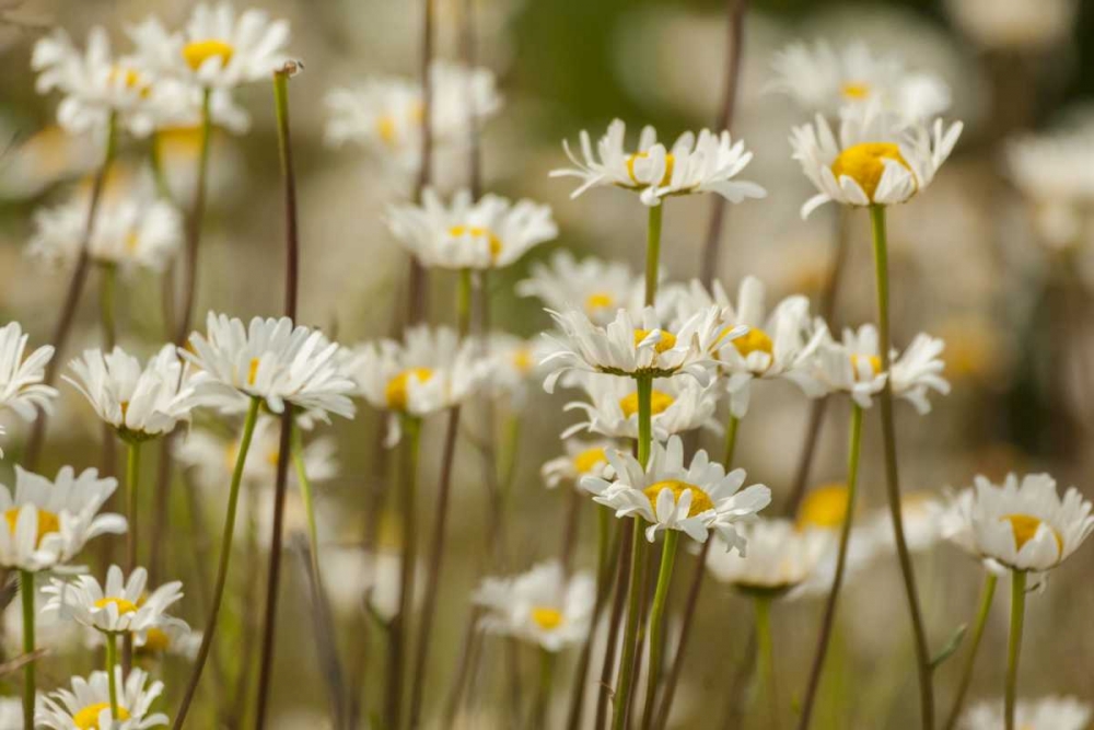USA, Colorado, Grand County Oxeye daisies art print by Cathy and Gordon Illg for $57.95 CAD
