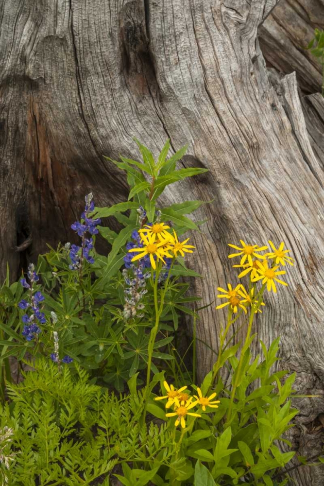 CO, Gunnison NF Lupine and golden ragwort art print by Cathy and Gordon Illg for $57.95 CAD