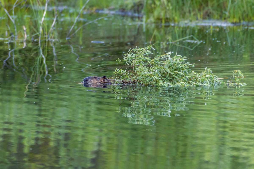 CO, Gunnison NF Wild beaver with willow limbs art print by Cathy and Gordon Illg for $57.95 CAD