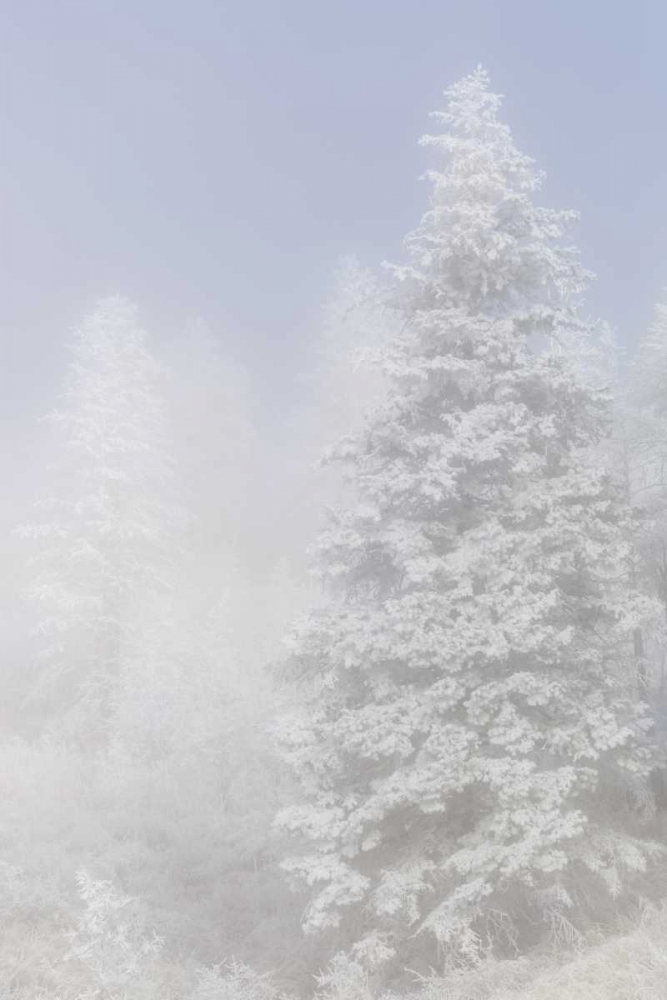 Colorado, Pike NF Trees with hoarfrost in fog art print by Don Grall for $57.95 CAD