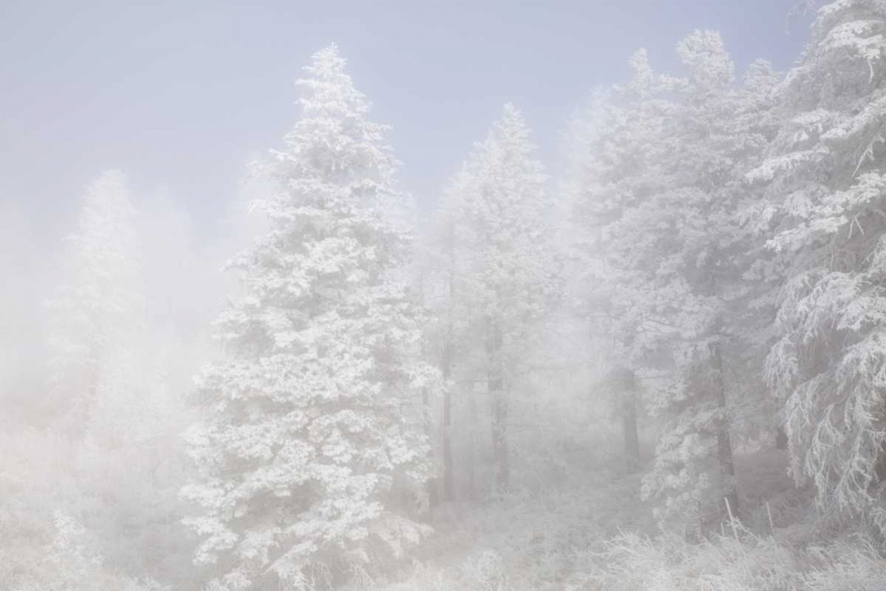 Colorado, Pike NF Trees with hoarfrost in fog art print by Don Grall for $57.95 CAD