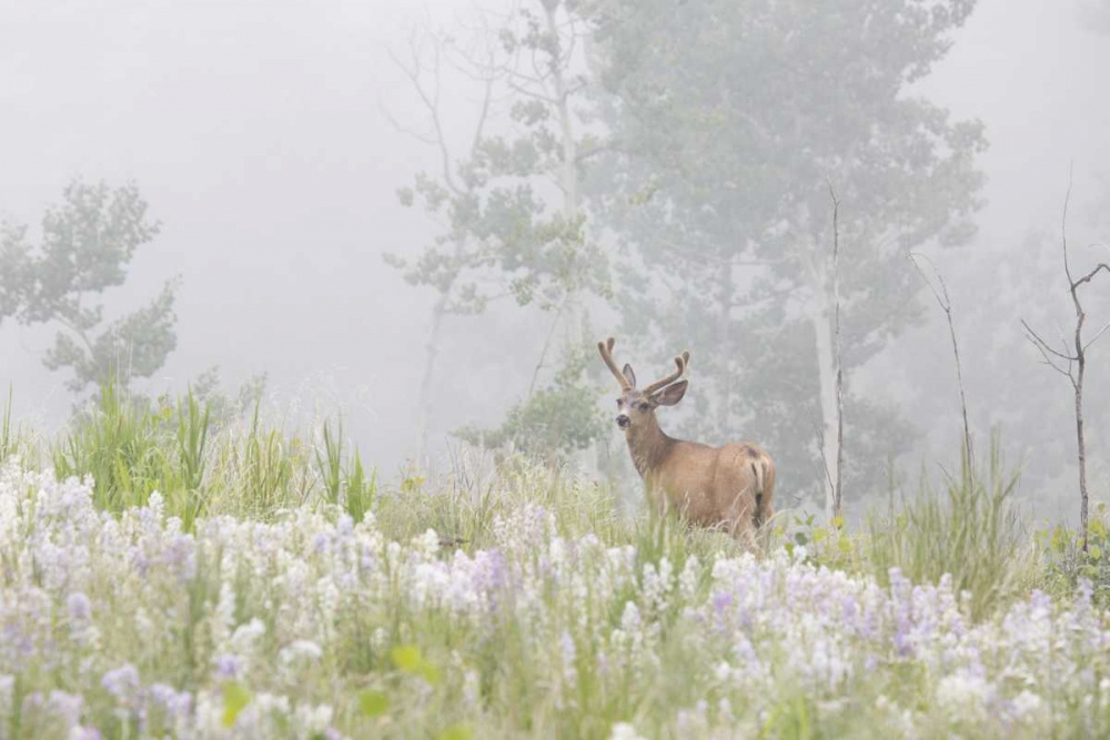 Colorado, Pike NF A mule deer in foggy meadow art print by Don Grall for $57.95 CAD