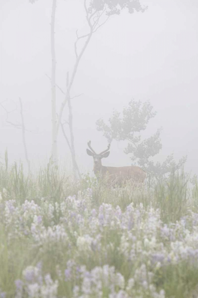 Colorado, Pike NF A mule deer in foggy meadow art print by Don Grall for $57.95 CAD