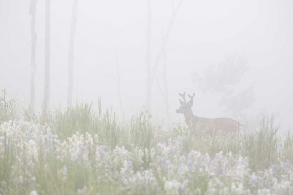 Colorado, Pike NF A mule deer in foggy meadow art print by Don Grall for $57.95 CAD