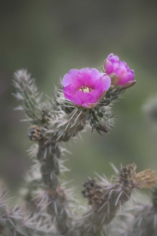USA, Colorado Tree cholla cactus in bloom art print by Don Grall for $57.95 CAD