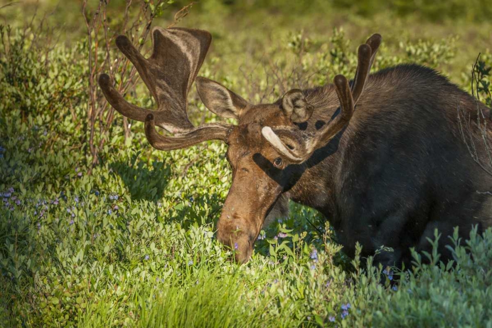 Colorado, Brainard Lake Moose in velvet antlers art print by Cathy and Gordon Illg for $57.95 CAD