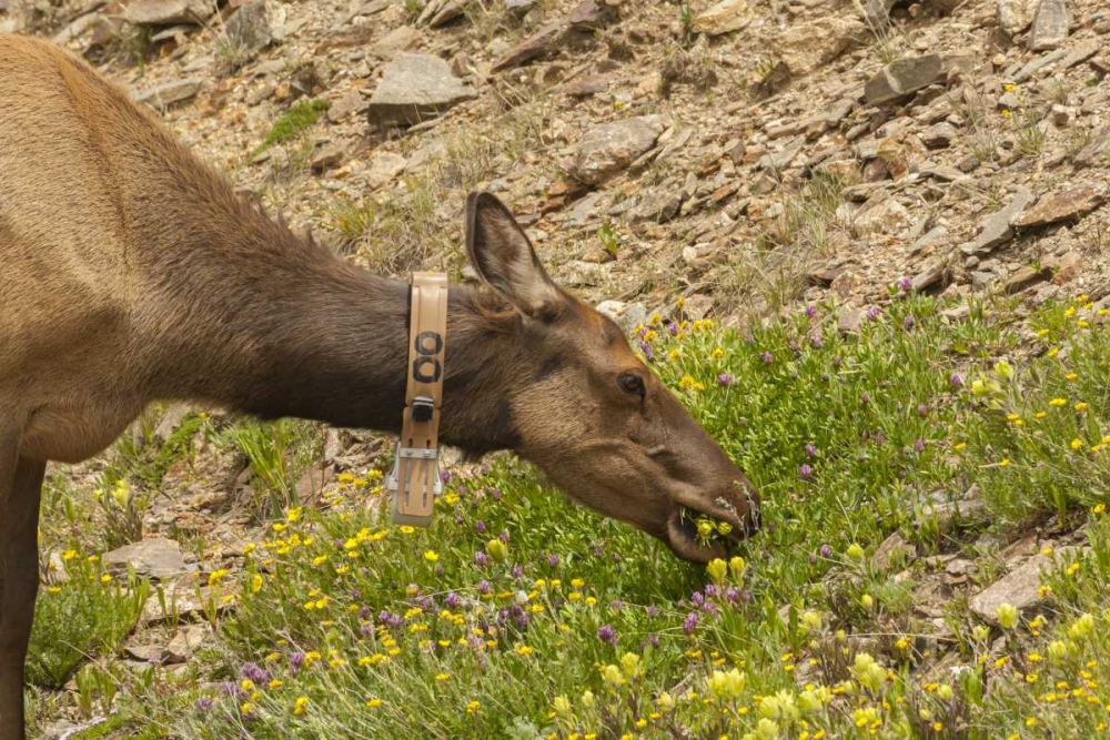 CO, Rocky Mts Elk cow with collar eating flowers art print by Cathy and Gordon Illg for $57.95 CAD
