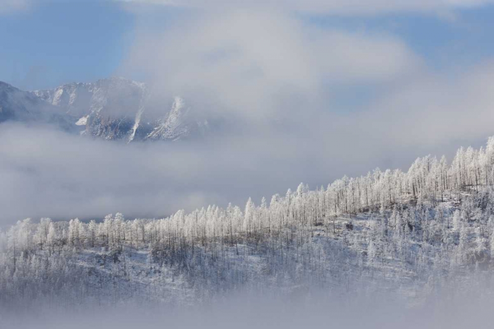 Colorado Hoarfrost coats the trees of Pike NF art print by Don Grall for $57.95 CAD