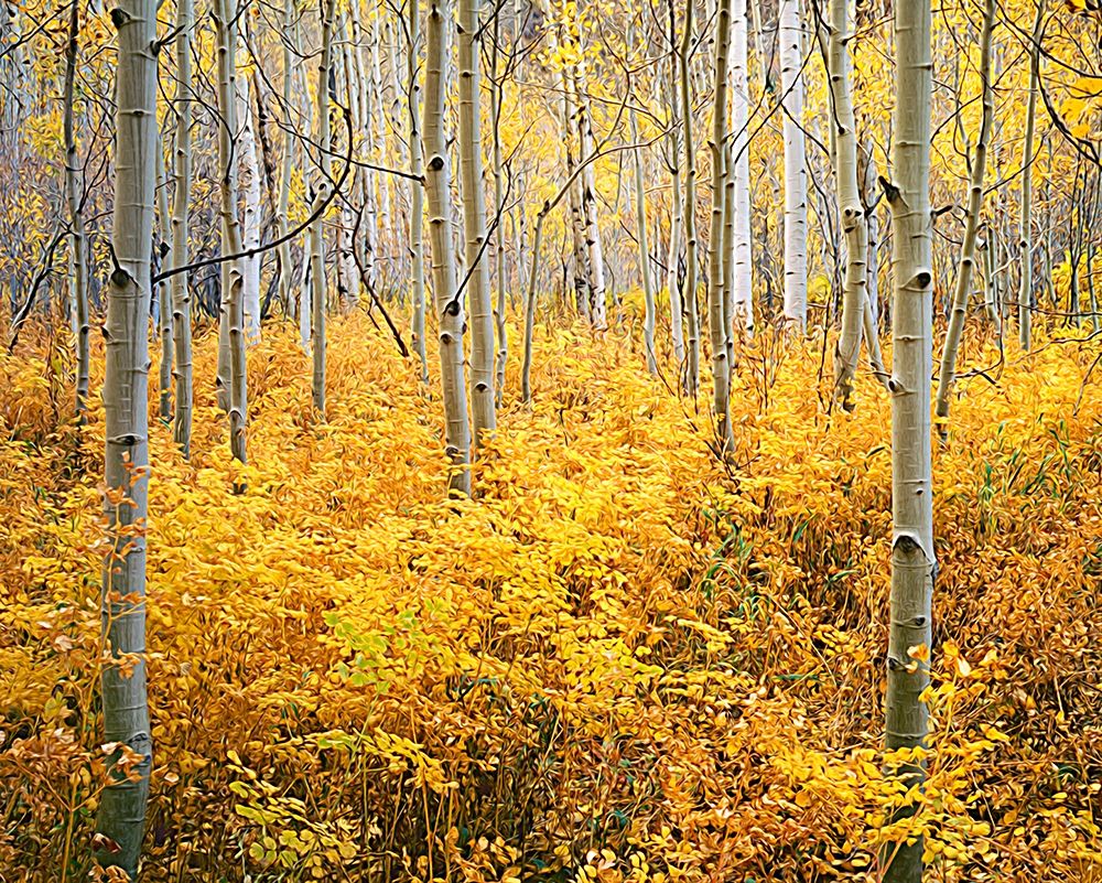 Colorado-Rocky Mountains Abstract of aspens and vegetation in autumn art print by Jaynes Gallery for $57.95 CAD