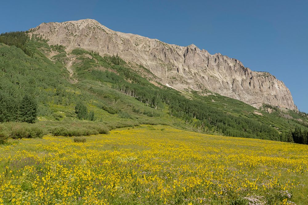 USA-Colorado-Gunnison National Forest Mule-ears flowers in field below Gothic Mountain art print by Jaynes Gallery for $57.95 CAD