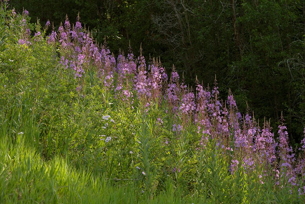 USA-Colorado-Gunnison National Forest Fireweed flowers art print by Jaynes Gallery for $57.95 CAD
