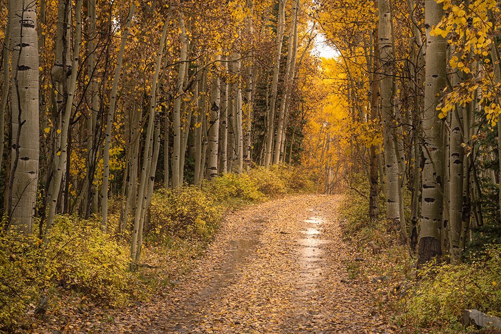 USA-Colorado-Uncompahgre National Forest Road through aspen forest in autumn art print by Jaynes Gallery for $57.95 CAD