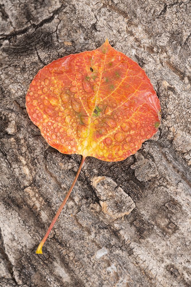 USA-Colorado-Uncompahgre National Forest Wet aspen leaf on log art print by Jaynes Gallery for $57.95 CAD