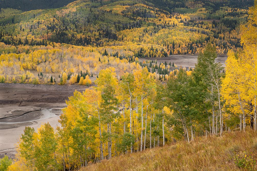 USA-Colorado-Uncompahgre National Forest Mountain aspens in autumn color art print by Jaynes Gallery for $57.95 CAD