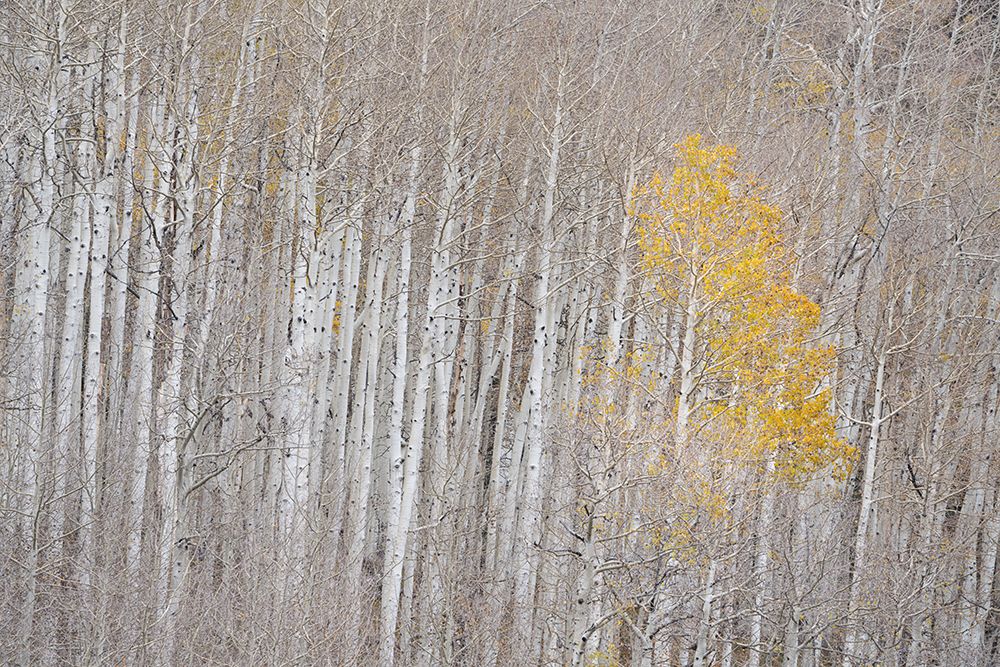 USA-Colorado-Uncompahgre National Forest Autumn-colored aspens art print by Jaynes Gallery for $57.95 CAD