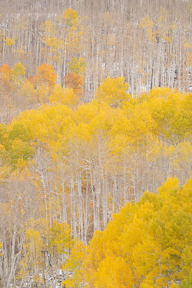 USA-Colorado-Uncompahgre National Forest Aspens after autumn snowstorm art print by Jaynes Gallery for $57.95 CAD