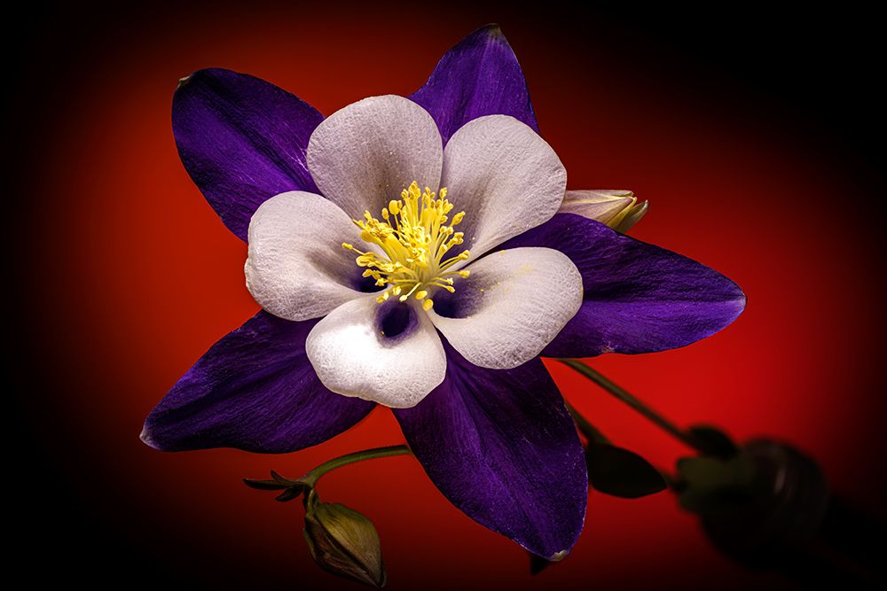 USA-Colorado-Fort Collins. Domestic columbine flower close-up. art print by Jaynes Gallery for $57.95 CAD