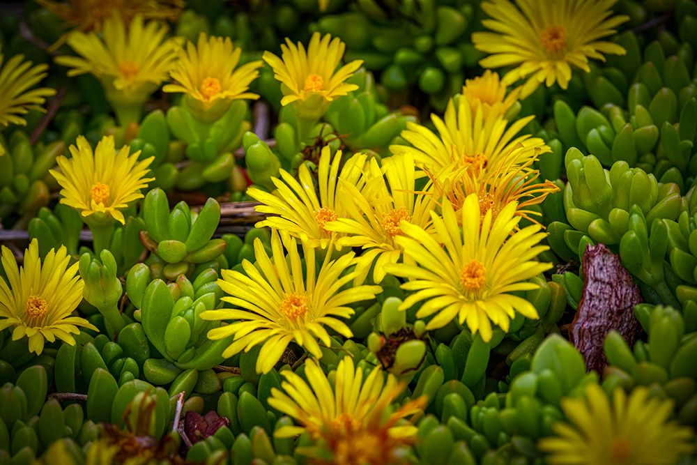 USA-Colorado-Fort Collins. Flowering African succulent flowers. art print by Jaynes Gallery for $57.95 CAD