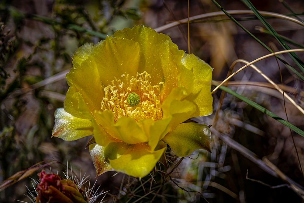 USA-Colorado-Young Gulch. Yellow prickly pear cactus flower close-up. art print by Jaynes Gallery for $57.95 CAD