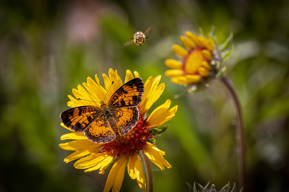 USA-Colorado-Young Gulch. Great spangled fritillary butterfly and bee. art print by Jaynes Gallery for $57.95 CAD