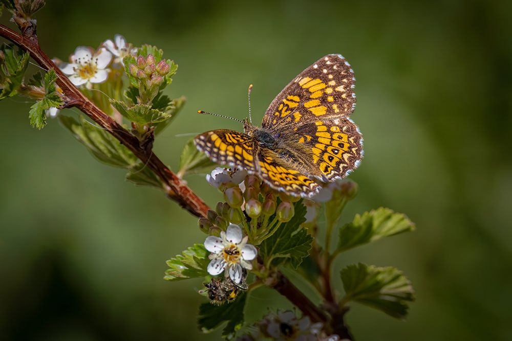 USA-Colorado-Young Gulch. Great spangled fritillary butterfly on flower buds. art print by Jaynes Gallery for $57.95 CAD