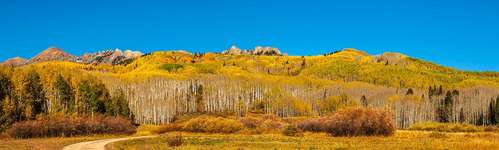 USA-Colorado-Gunnison National Forest Panoramic of mountain and aspen forest in autumn art print by Jaynes Gallery for $57.95 CAD