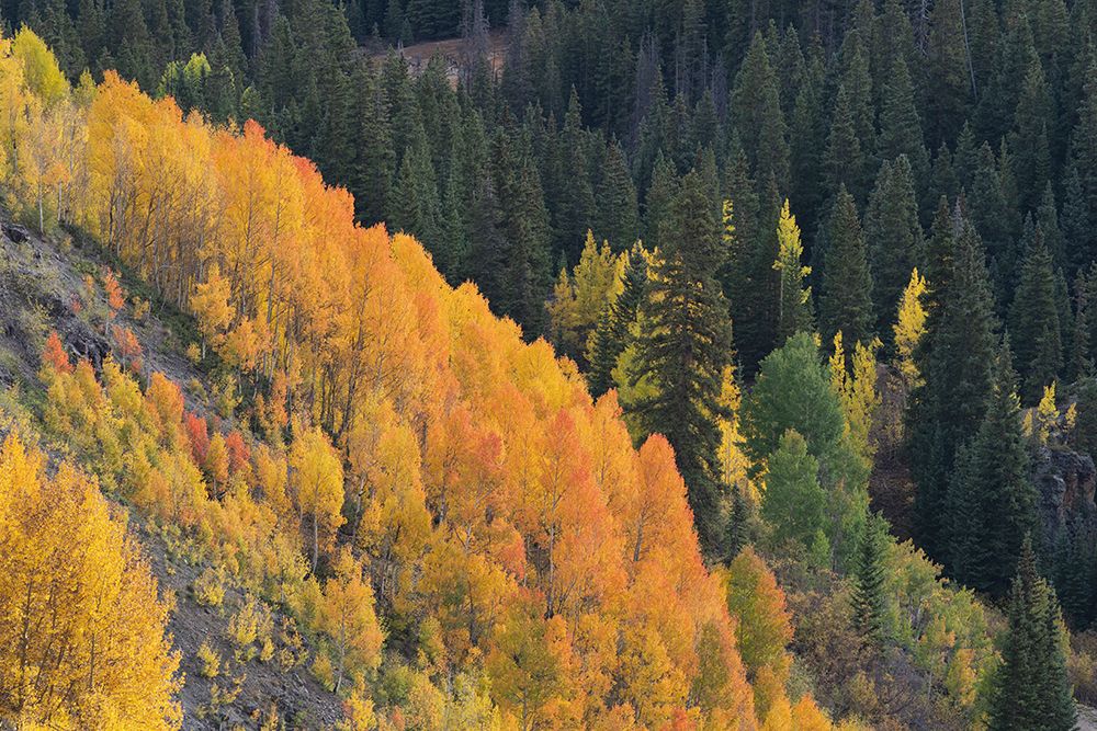 USA-Colorado-Uncompahgre National Forest Aspens on mountainside in autumn art print by Jaynes Gallery for $57.95 CAD