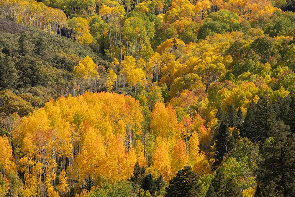 USA-Colorado-Uncompahgre National Forest Aspens on mountainside in autumn art print by Jaynes Gallery for $57.95 CAD