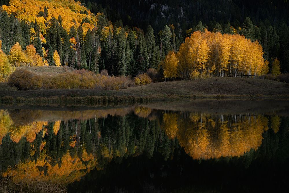 USA-Colorado-Uncompahgre National Forest Forest reflects in pond art print by Jaynes Gallery for $57.95 CAD
