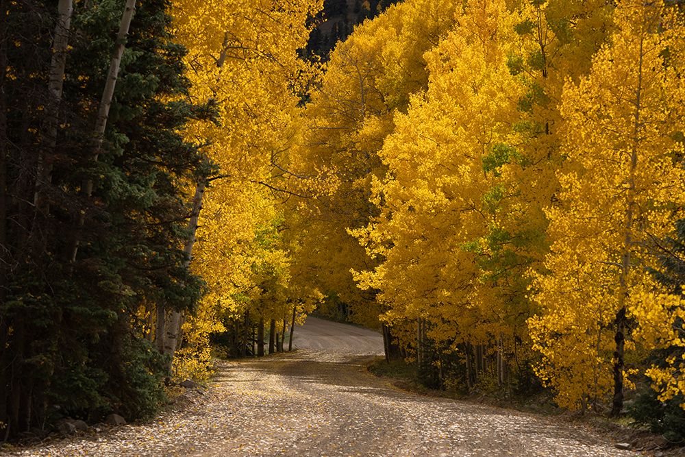 USA, Colorado, San Juan National Forest. Road through forest in autumn. art print by Jaynes Gallery for $57.95 CAD
