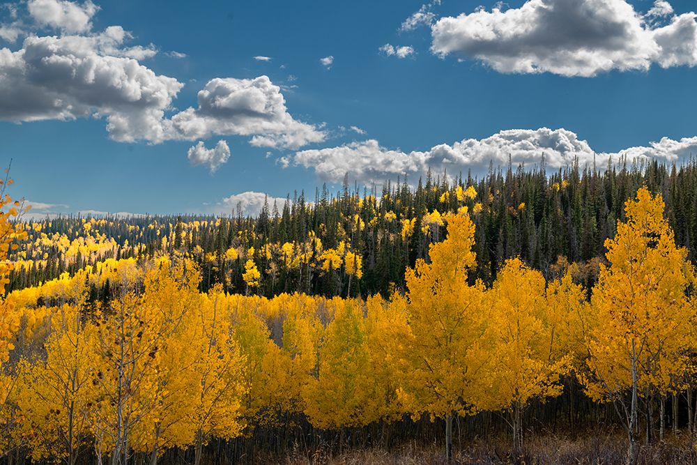 Fall aspens and conifers create a medley on this Colorado hillside-Colorado. art print by Betty Sederquist for $57.95 CAD