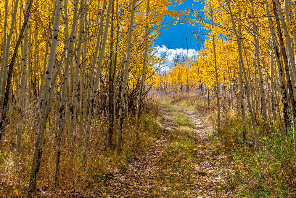 Roadway entices explorers through an aspen forest-Colorado-Walden-USA. art print by Betty Sederquist for $57.95 CAD