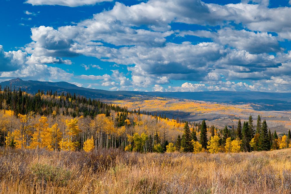 Aspens go on for miles and miles from this vantage point in the Rockies-Colorado-USA. art print by Betty Sederquist for $57.95 CAD