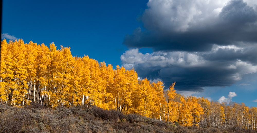 Fall aspens glowing brilliantly in Colorado-Walden-USA. art print by Betty Sederquist for $57.95 CAD