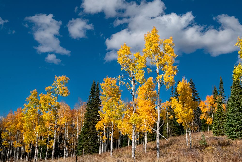 Autumn aspens stand proud in Colorado-Walden-USA. art print by Betty Sederquist for $57.95 CAD
